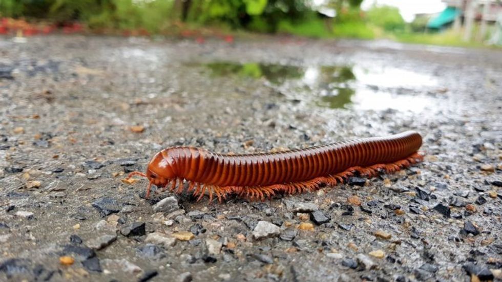 Millipede walking on ground in the rainy season
