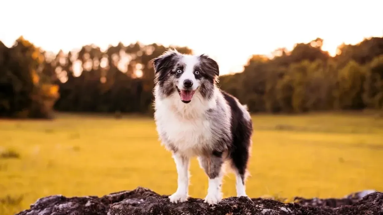 Mini Australian shepherds are energetic, agile, and can run extremely fast.