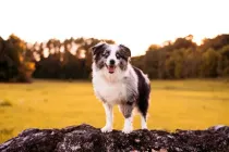 Mini Australian shepherds are energetic, agile, and can run extremely fast.