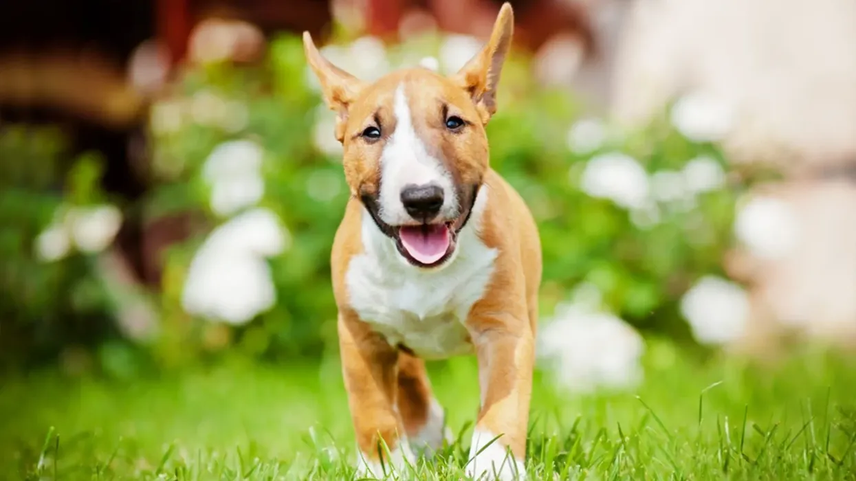 Miniature bull terrier facts about the mini bull terrier dog breed.