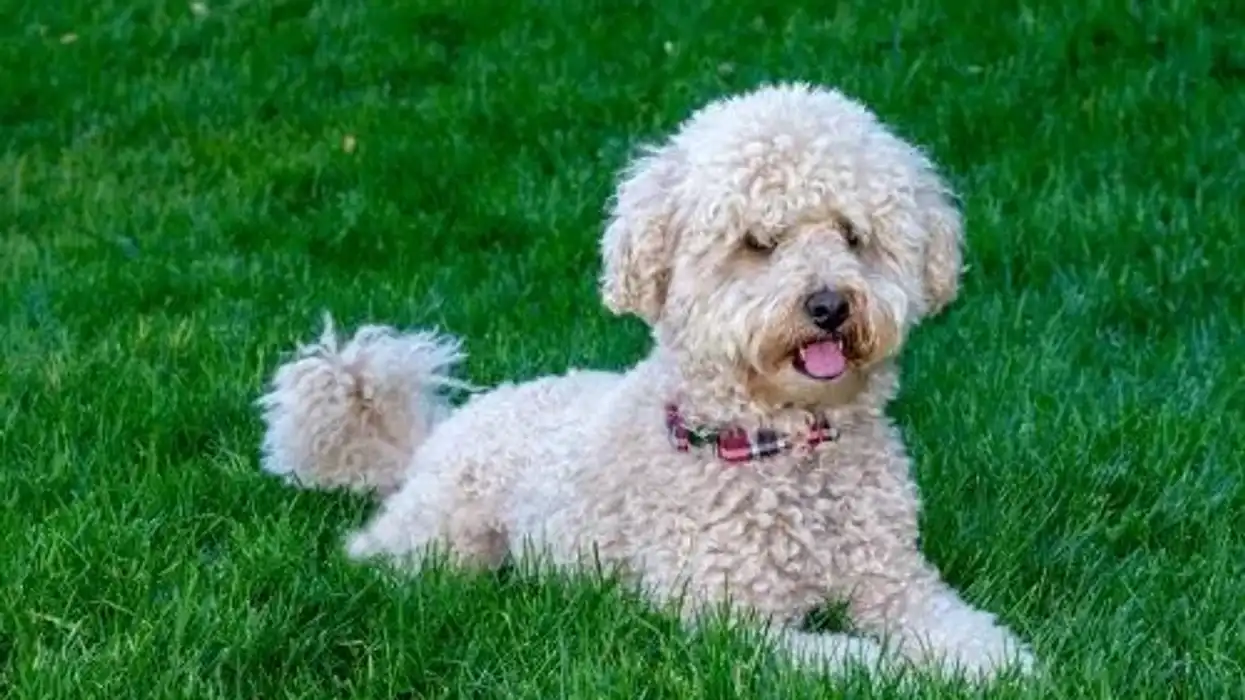 Miniature goldendoodle facts illustrate their interesting, versatile behavior.