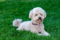 Miniature goldendoodle facts illustrate their interesting, versatile behavior.