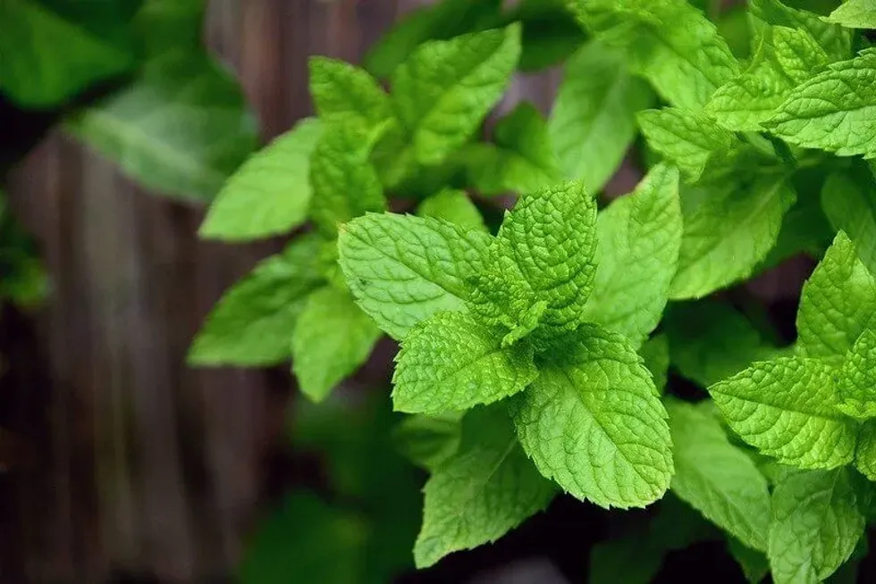 Mint for the Does Mint Cool Things Down? Experiment