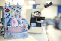 Model of animal cell in the laboratory for education biology.