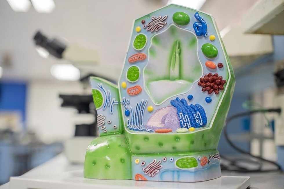Model of plant cell in laboratory for education of biology