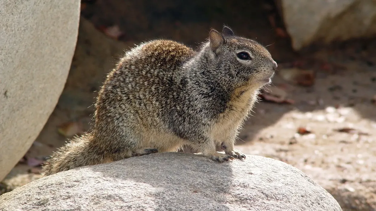 Mohave Ground Squirrel facts are interesting to read.