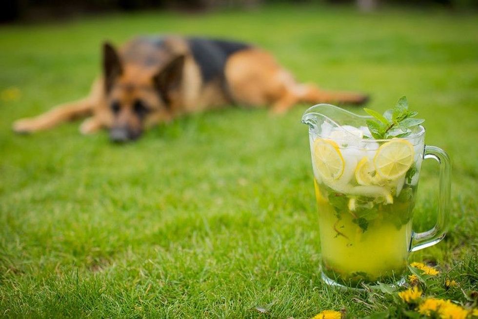 Mojito in a decanter on the green grass