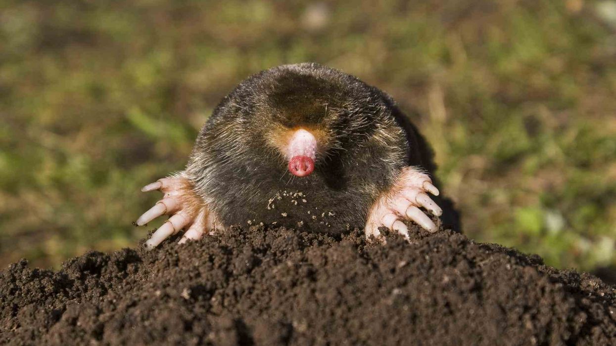 Mole facts give us an insight about this small animal known for its pointy snouts and excellent digging skills