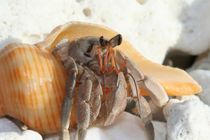 Molting hermit crab