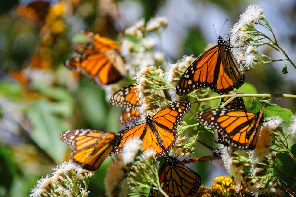 Monarch butterflies perched on white blossoms, engaging in pollination during the vibrant spring season.