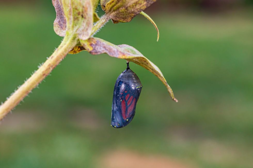 Monarch butterfly chrysalis hanging from plant leaf.