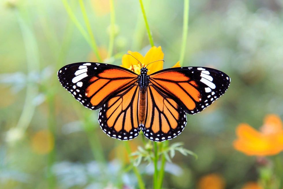 Monarch butterfly on orange cosmos flowers.