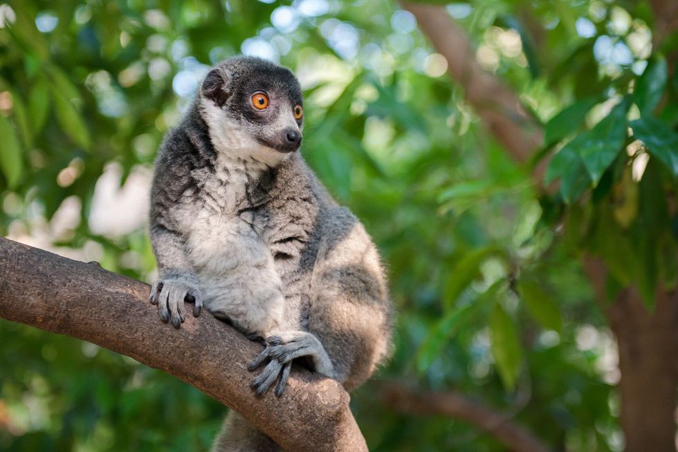 Mongoose lemur on a tree branch