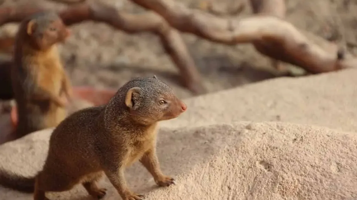 Mongooses facts for kids and adults talk about their Herpestidae family