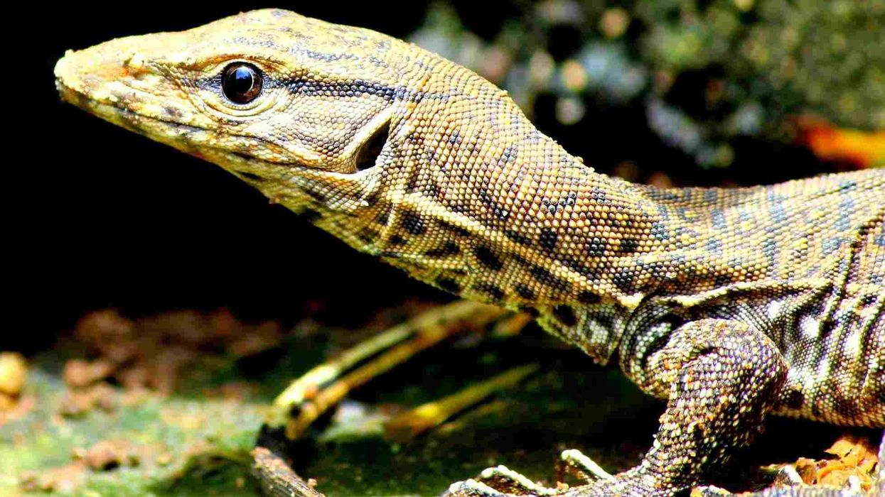 Monitor Lizard facts are very interesting
