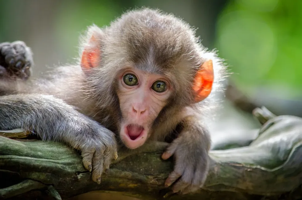 Monkey Day is great for raising awareness on primates!