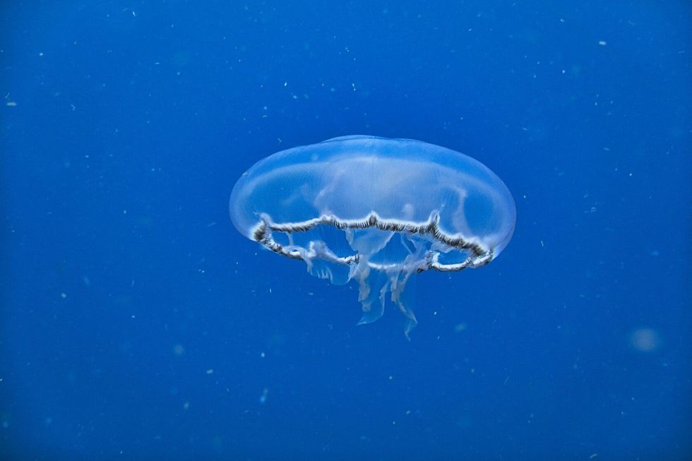 Moon Jellyfish Translucent Floating.
