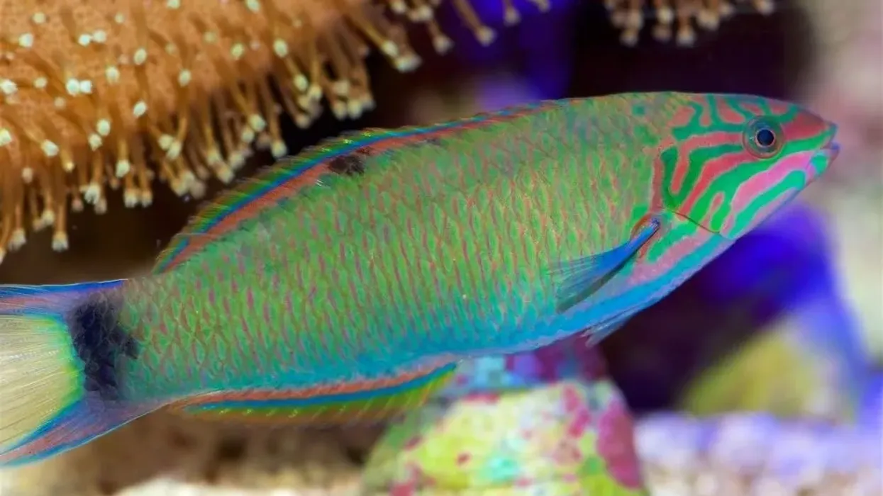 Moon wrasse facts on exotic fish species.