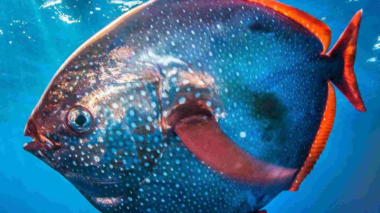 Moonfish facts about the opah moonfish.