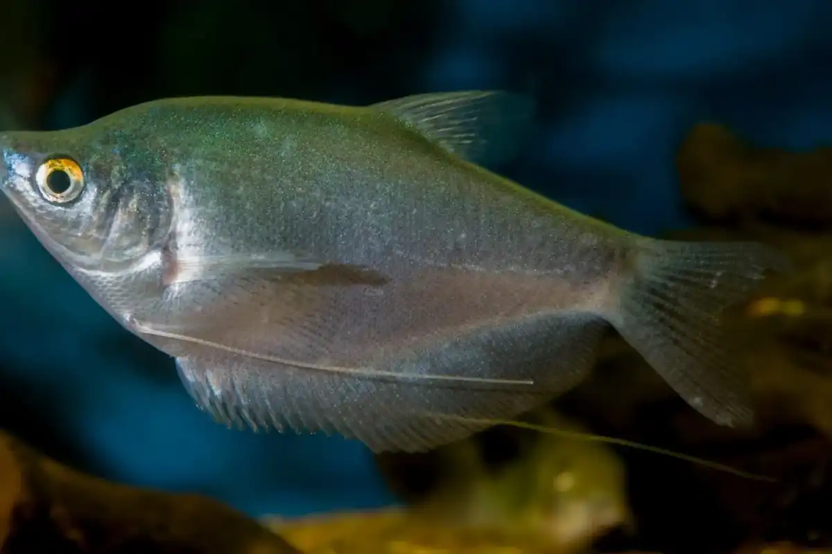 Moonlight gourami facts about these interesting little fish.
