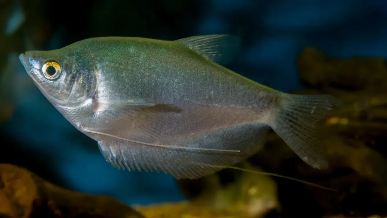 Moonlight gourami facts about these interesting little fish.