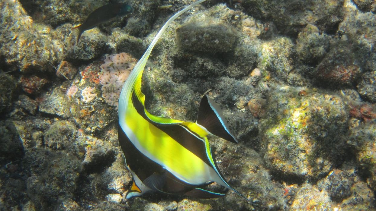 Moorish idol fish facts are about a species of fish that is found mainly in the Pacific Ocean.