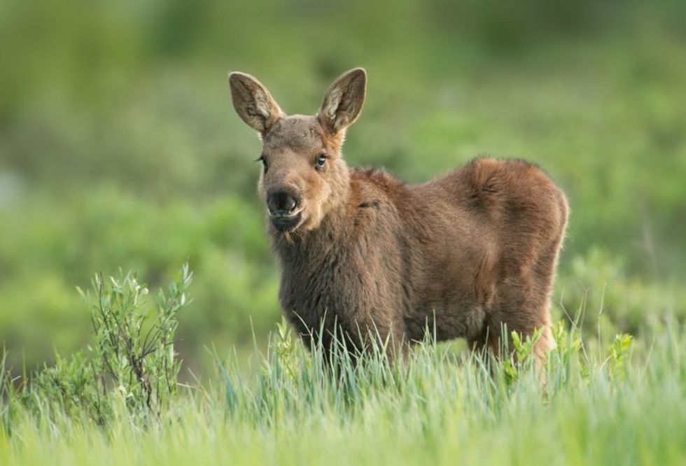 Moose calf in grass