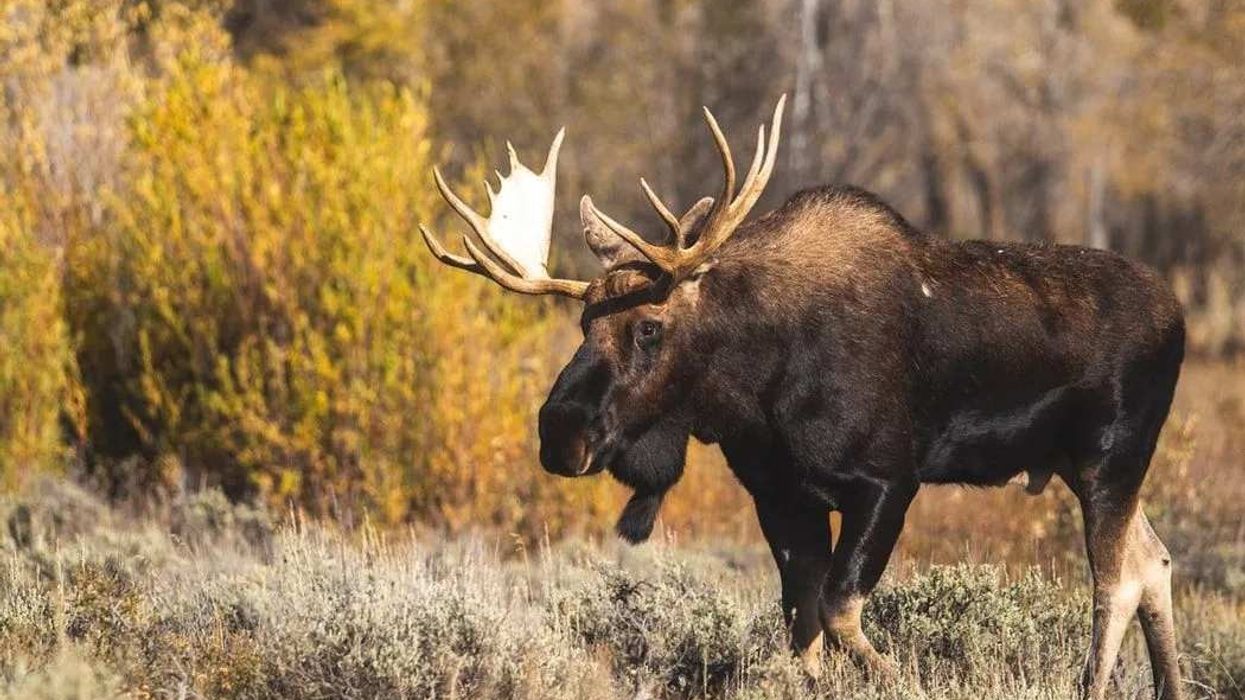 Moose facts are insightful.