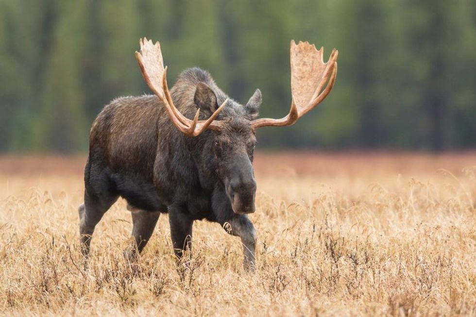 Moose in a meadow in Banff National Park