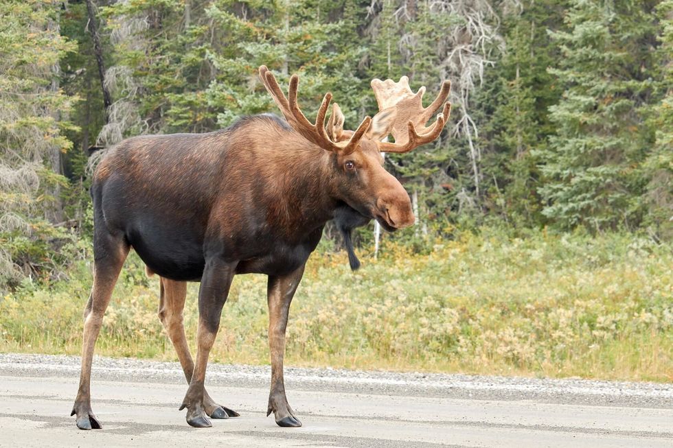 Moose on the street in the Canadian Rocky Mountains