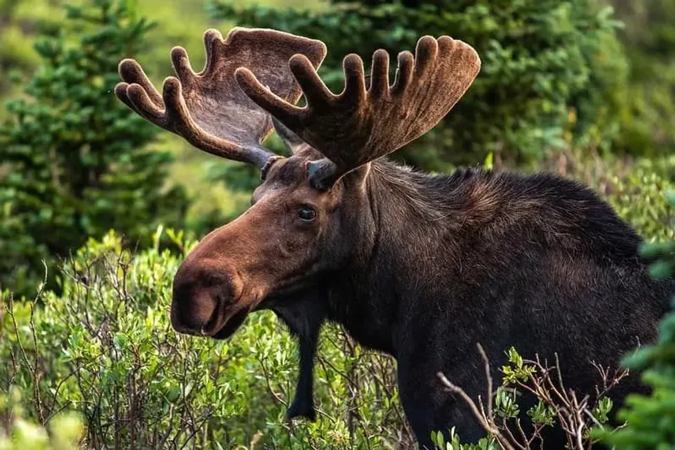 Moose with big antlers amongst the trees.