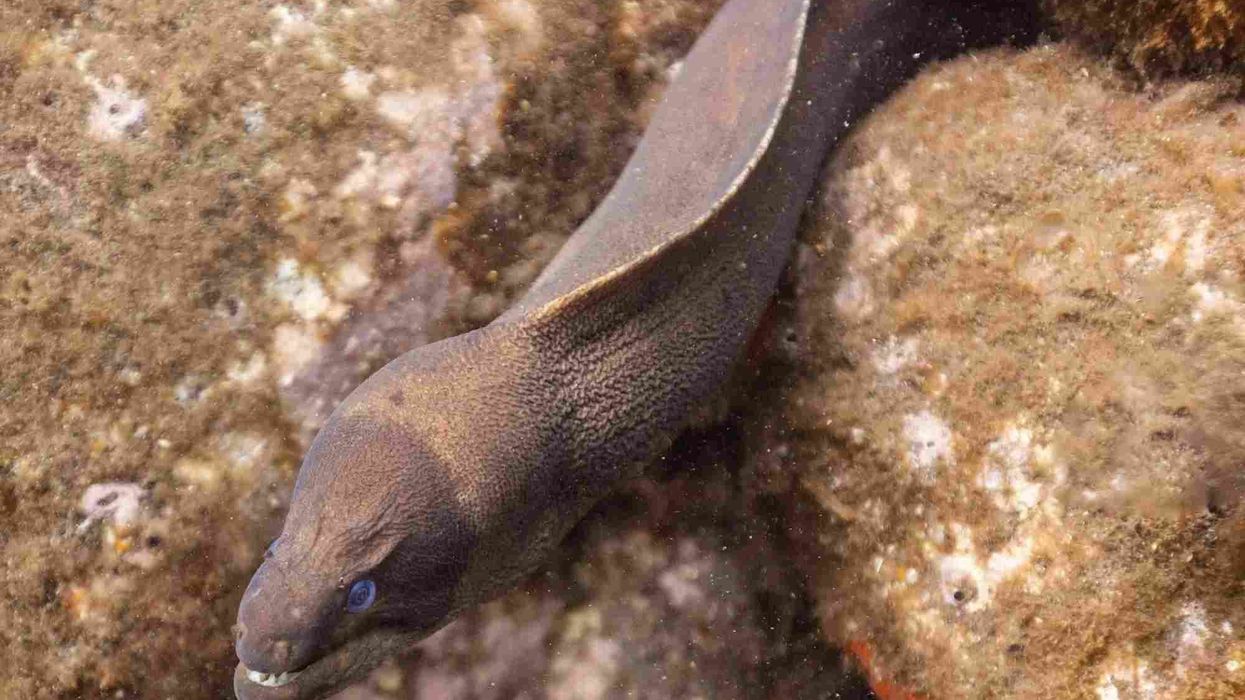 Moray Eel facts to discover a marine world of wonder.