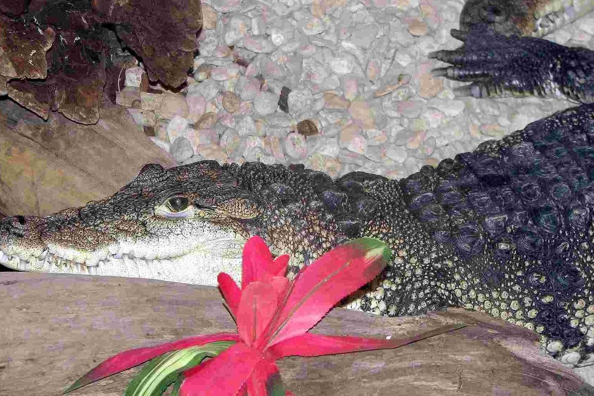 Morelet's crocodile facts tell us about these intriguing small reptiles.