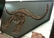 Morenosaurus facts are amazing.