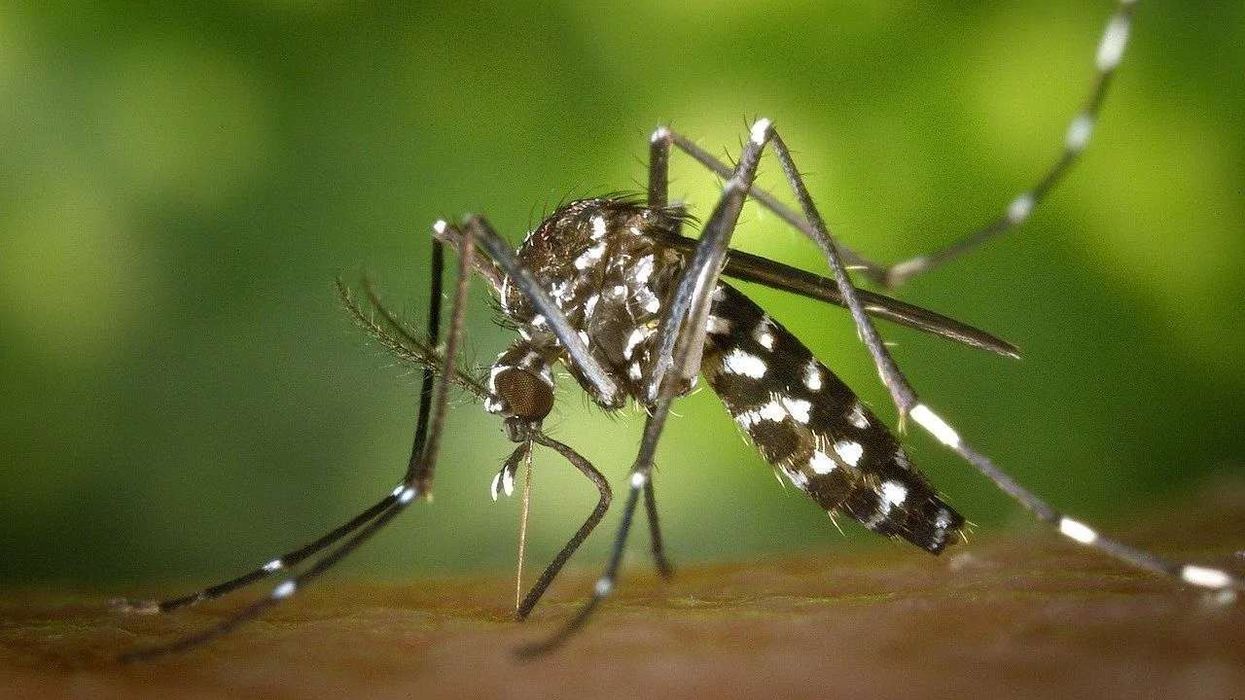 Mosquito facts tell about the different species of mosquitoes.