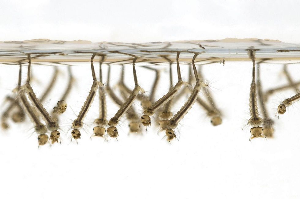 Mosquito Larvae in water.