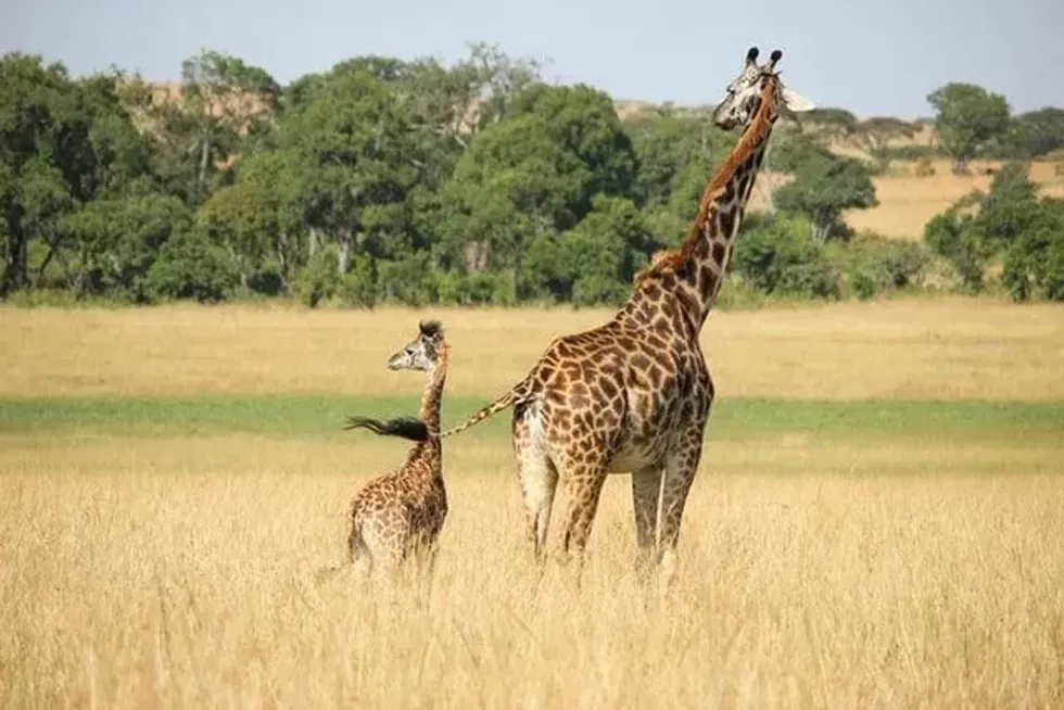 What Is A Baby Giraffe Called? Interesting Facts For Curious Kids | Kidadl
