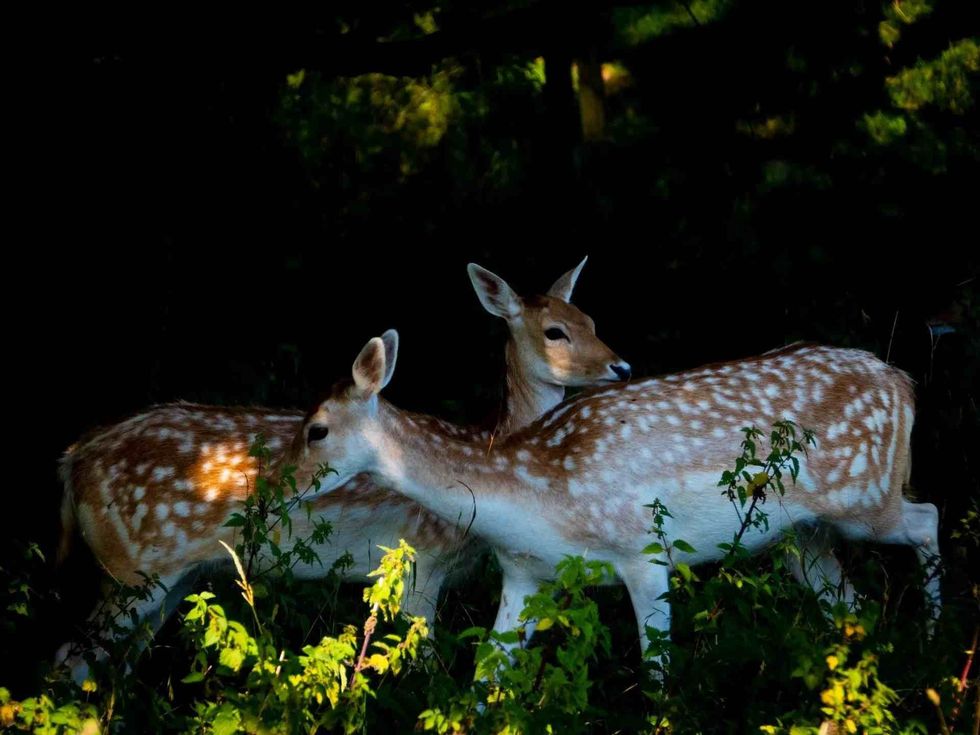 Most deer species are often nocturnal