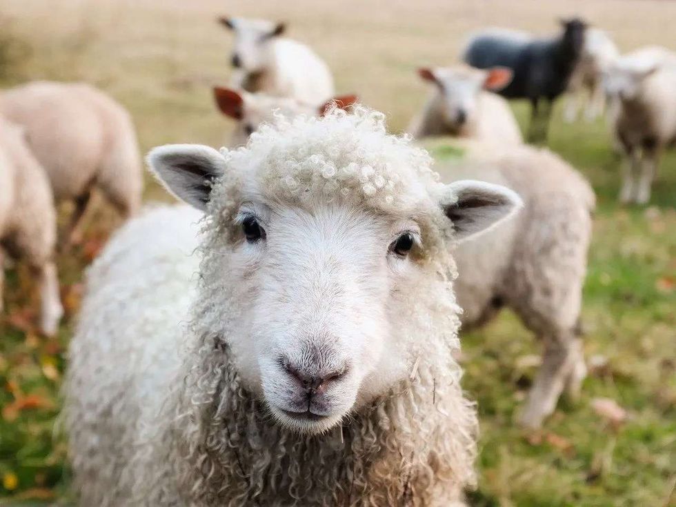 most endearing and useful animals for humans