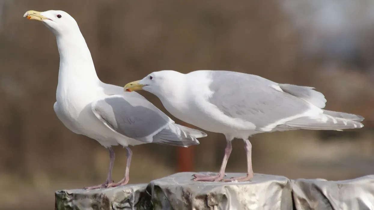 Most glaucous-winged gulls are found in Alaska, Washington, and other regions in North America.
