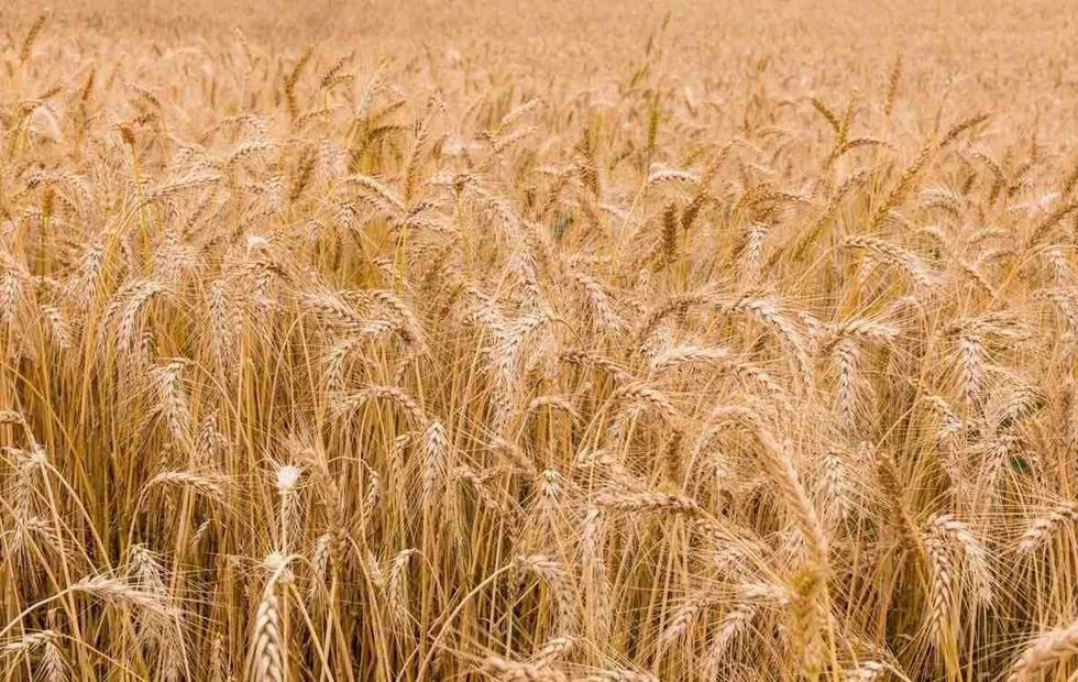 Most of our cereals actually come from wheat.