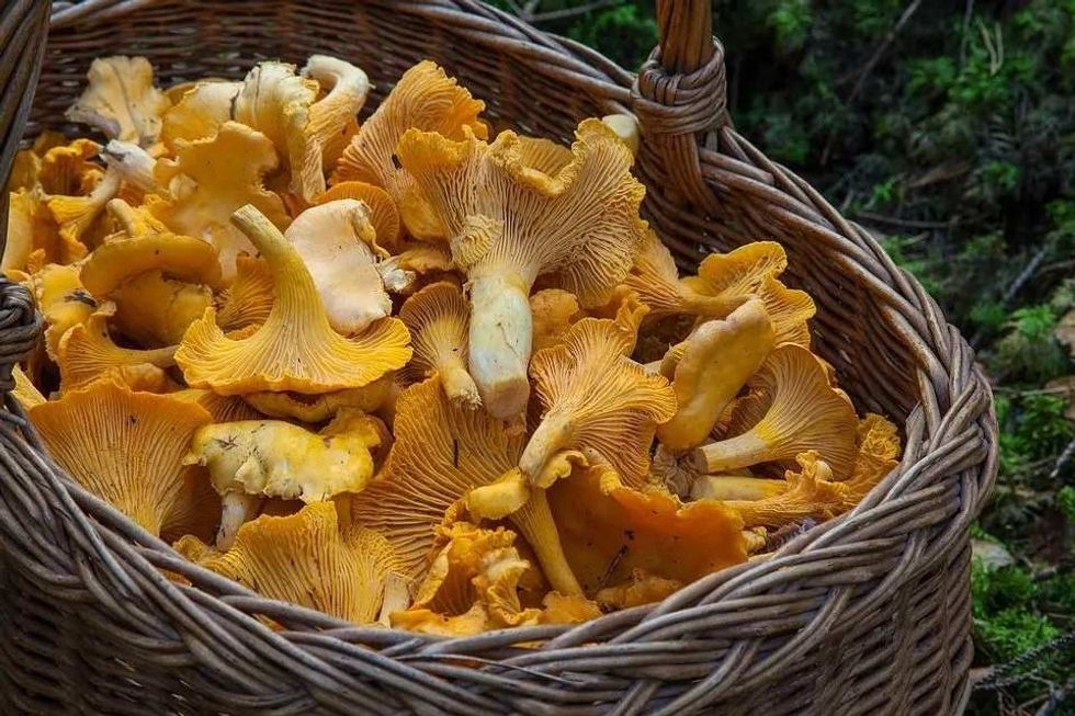 Most of the funguses belonging to this species are some of the most poisonous mushrooms