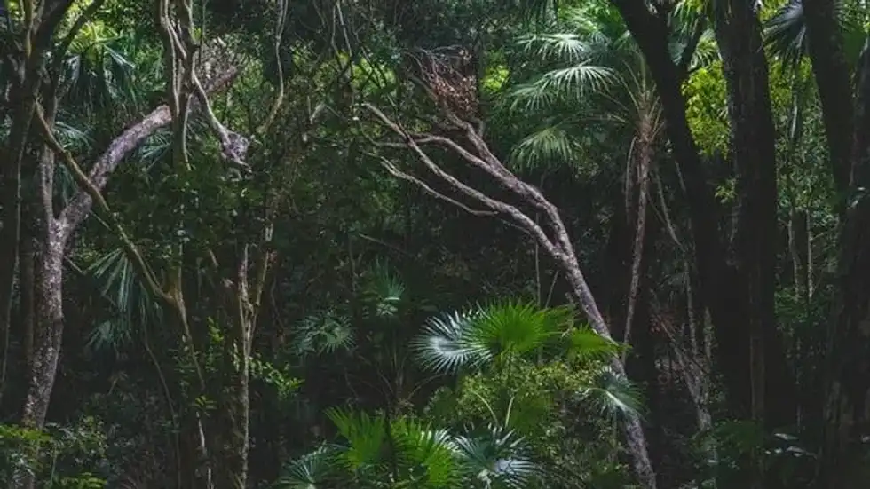 Most of the oxygen on Earth is available due to the presence of jungles.