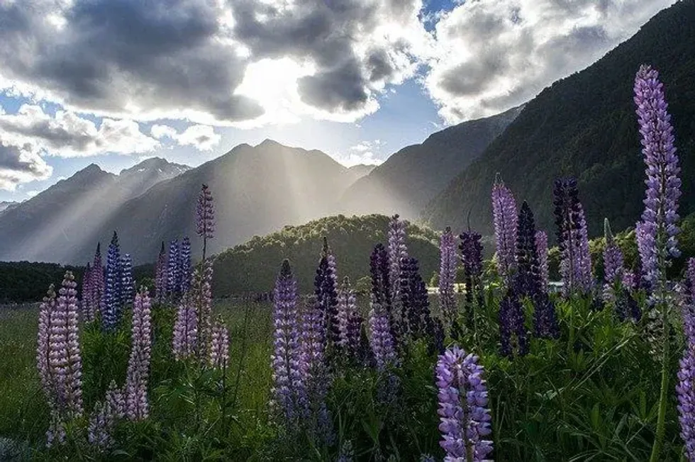 Most types of the lupine plant may reach heights of 1-5 ft (30-152 cm). This article will give you more such lupine flower facts.