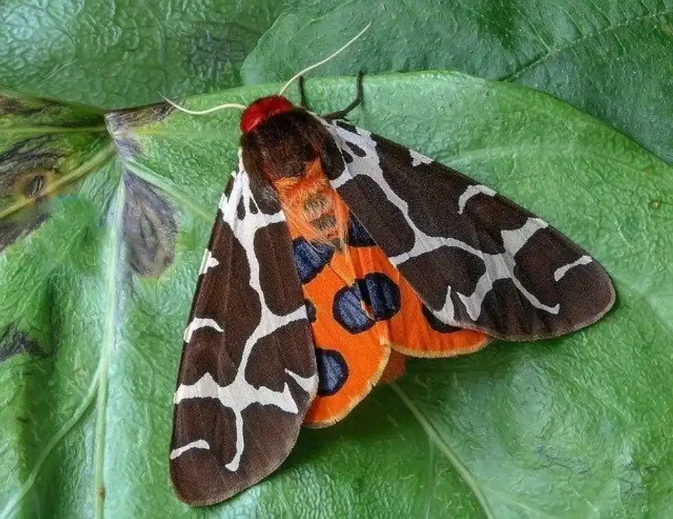 Moth antennae is an interesting topic for most students.