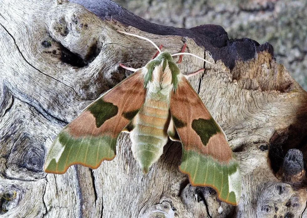 Moth dust is the material that is present on wings of moths.