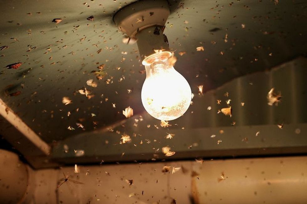 Moths and insects flying around a light globe.