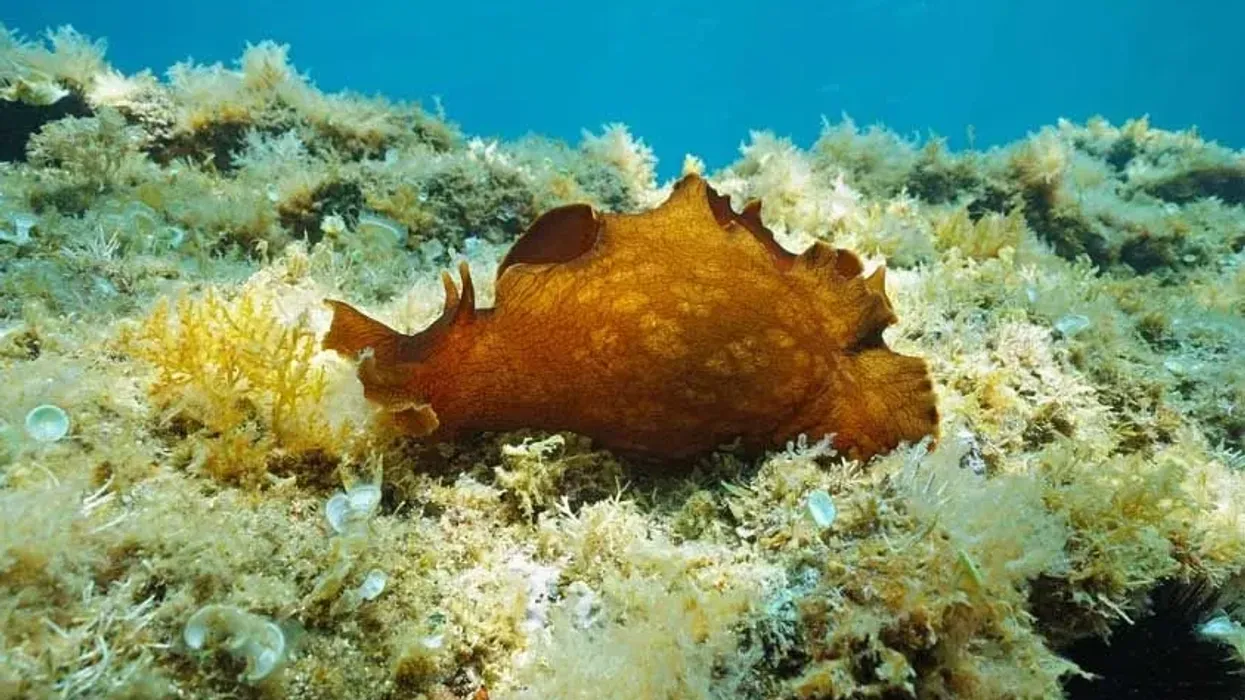 Mottled sea hare facts about the unique Atlantic species