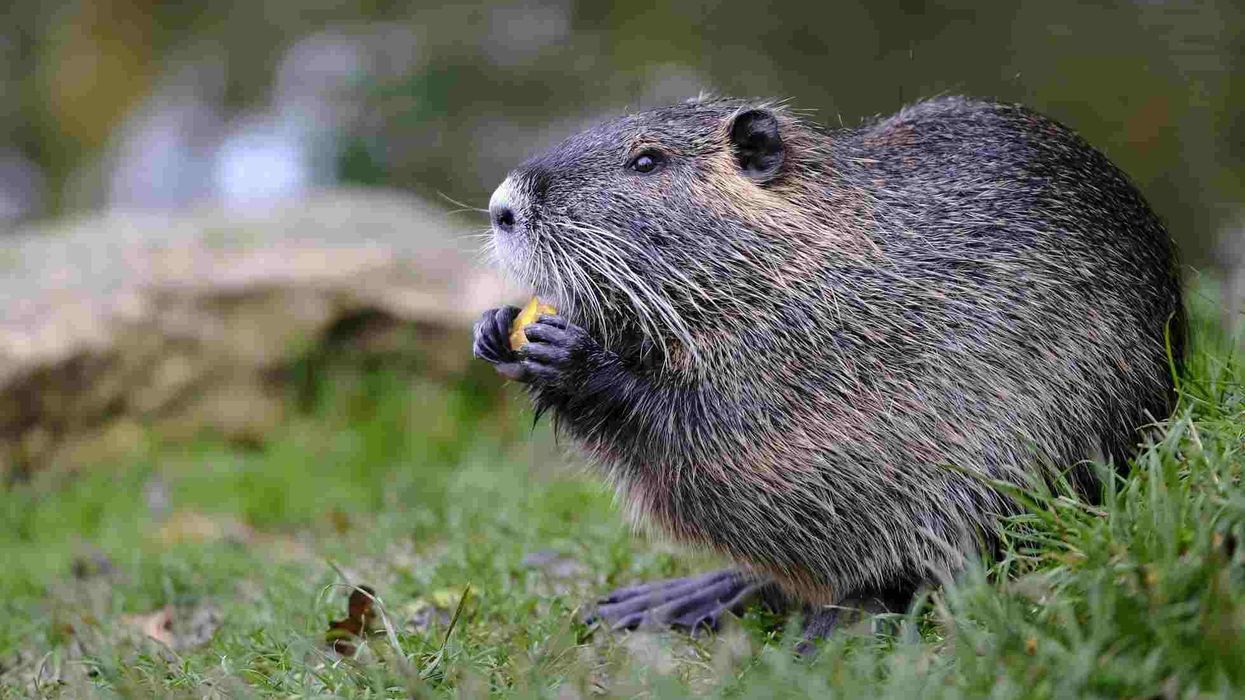Mountain beaver facts about an animal that is not a beaver.