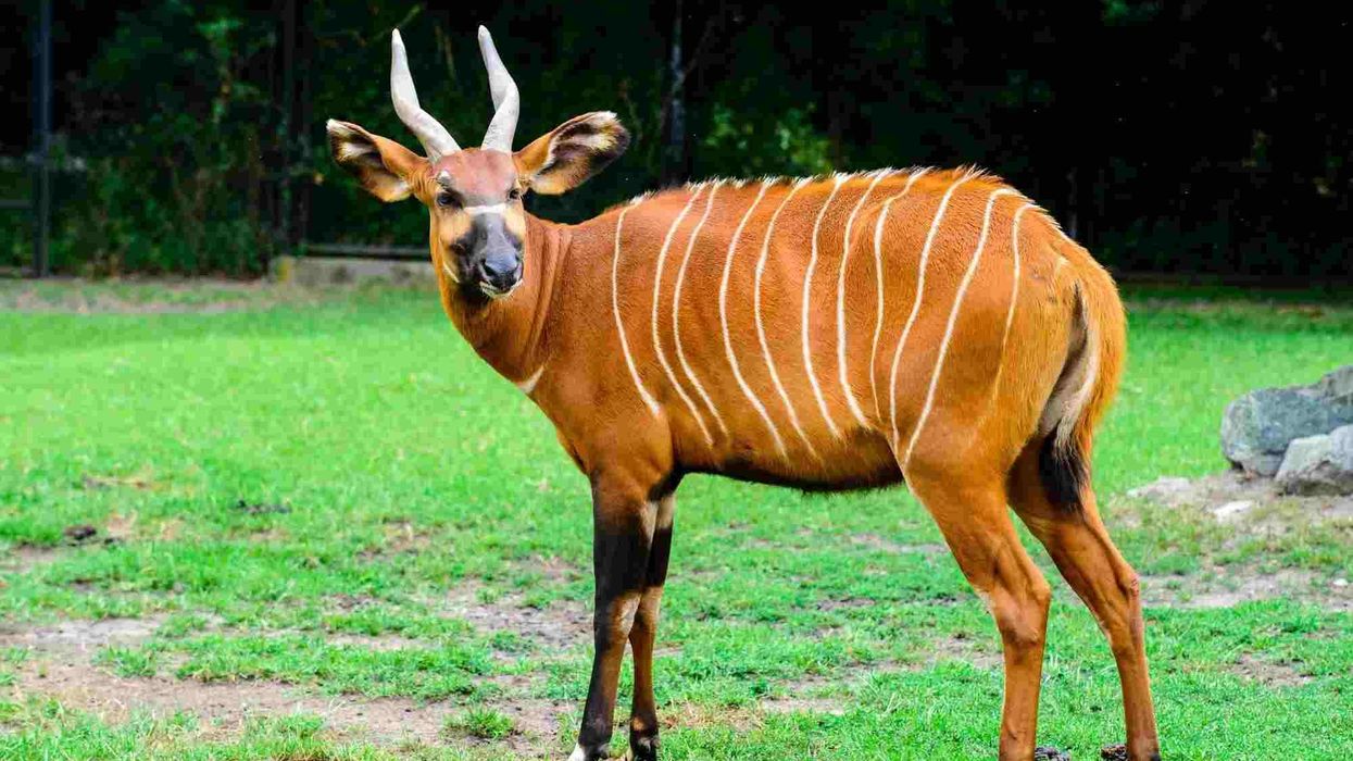 Mountain bongo facts that are highly interesting.